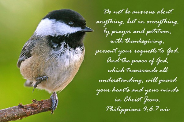 Phil 4 vs 6-7 chickadee image