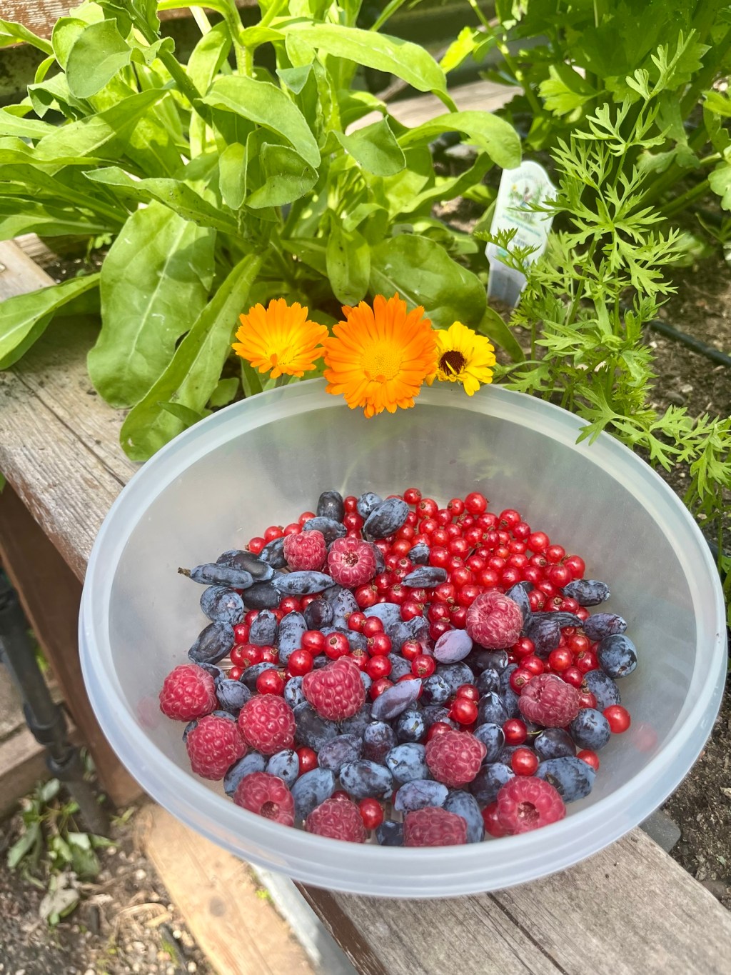 Rhythms for Gardening and Preserving What We&nbsp;Raise