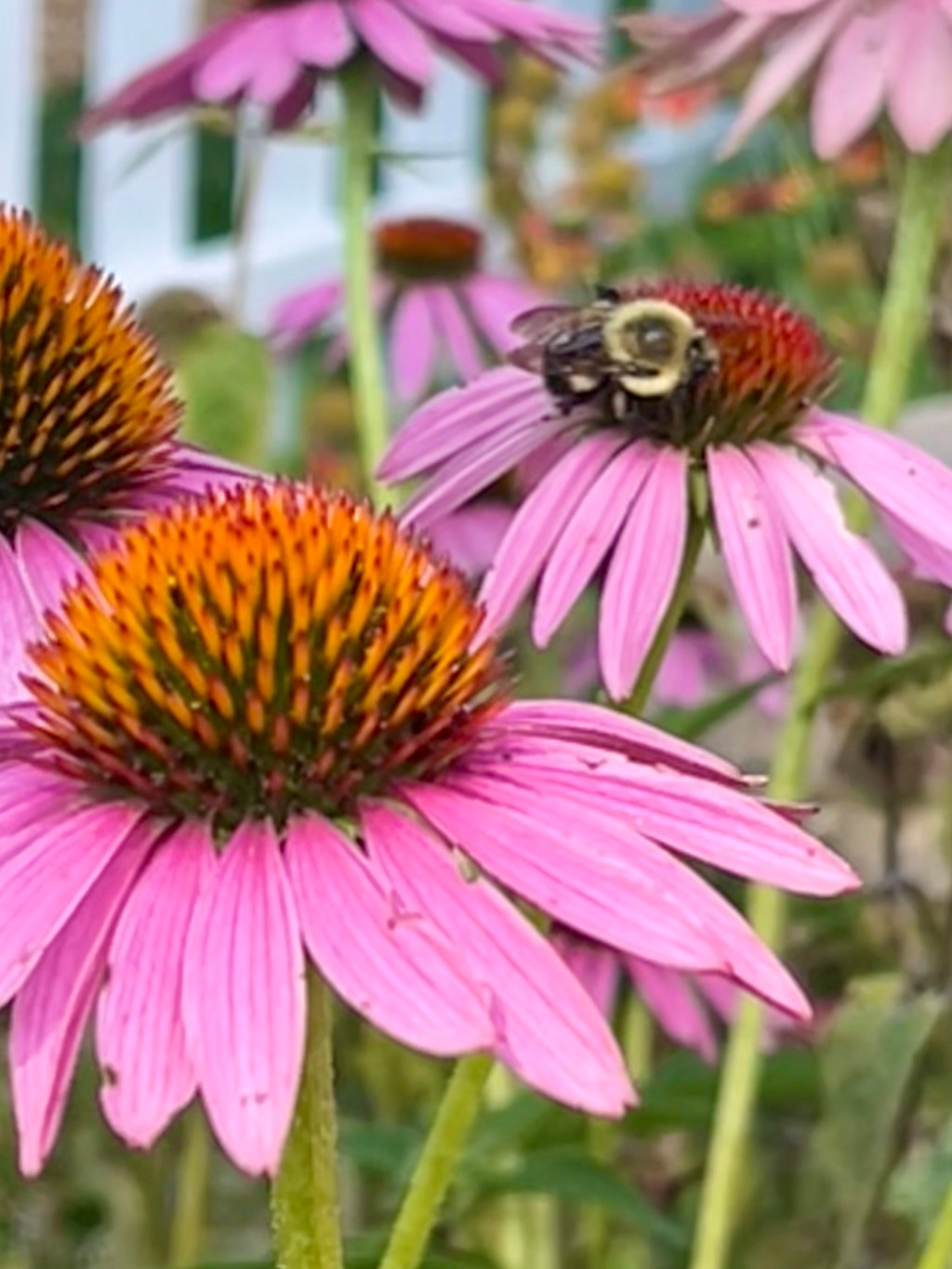 Summer Garden at Joyful Refuge&nbsp;Cottage